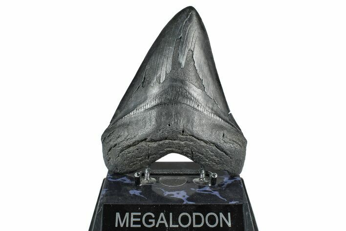 Fossil Megalodon Tooth - South Carolina #371767